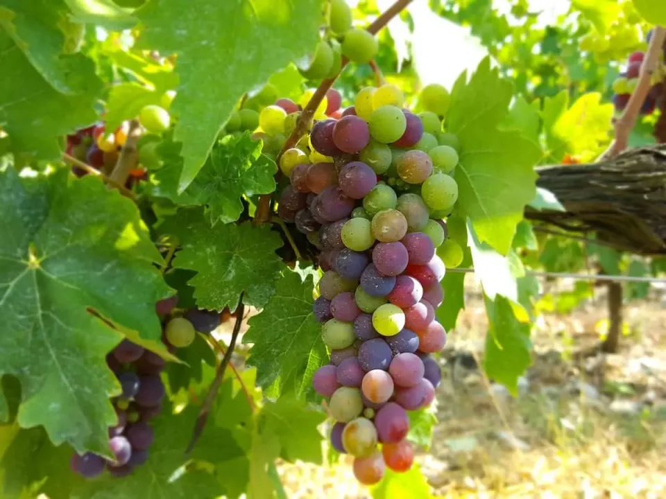 Grappolo di Sangiovese nelle vigne di Casa Sola