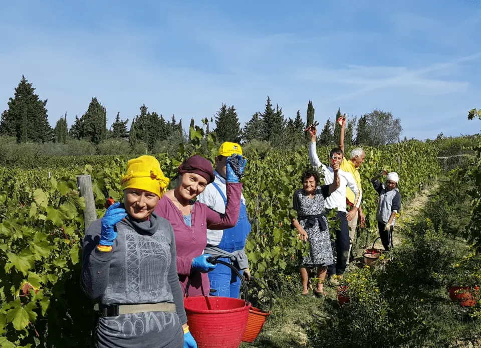 La vendemmia a Casa Sola