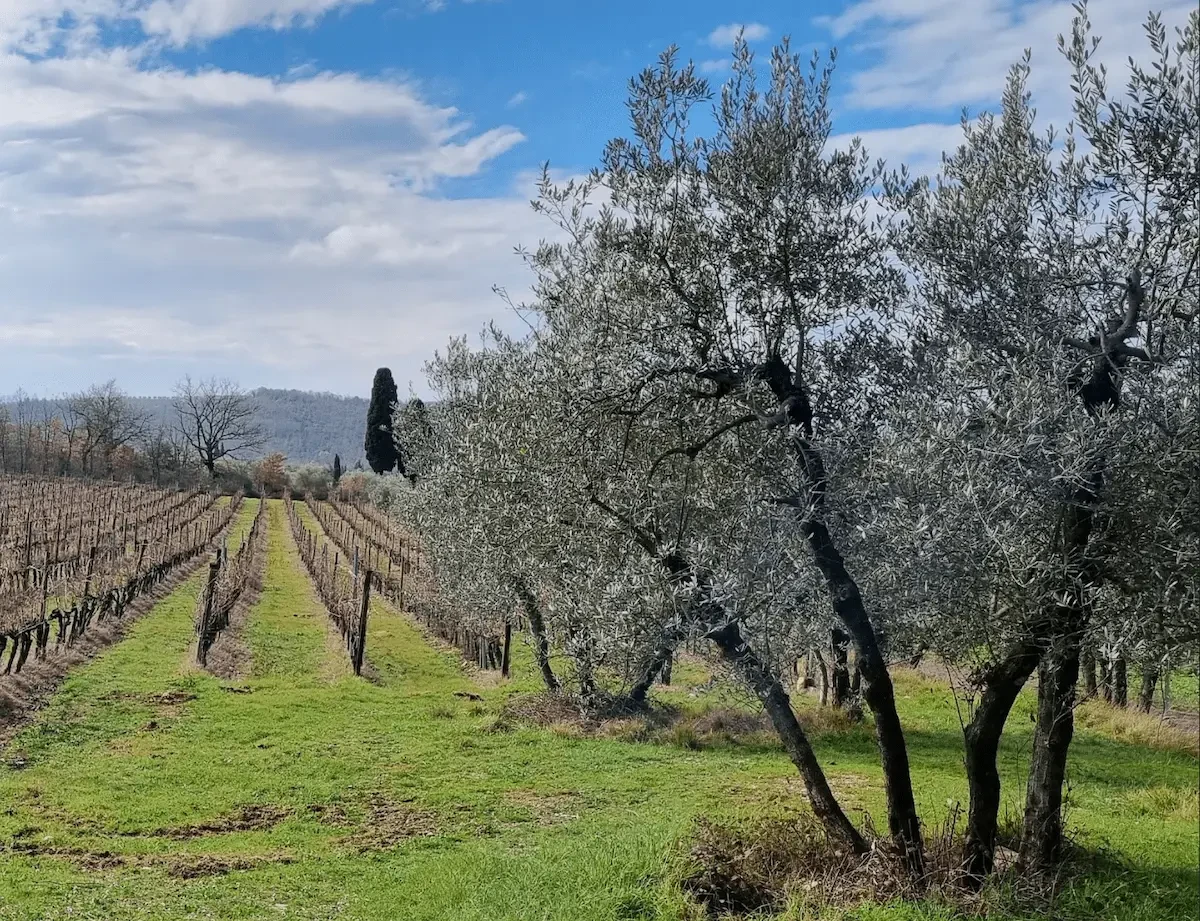 Olive groves and vineyards in Chianti