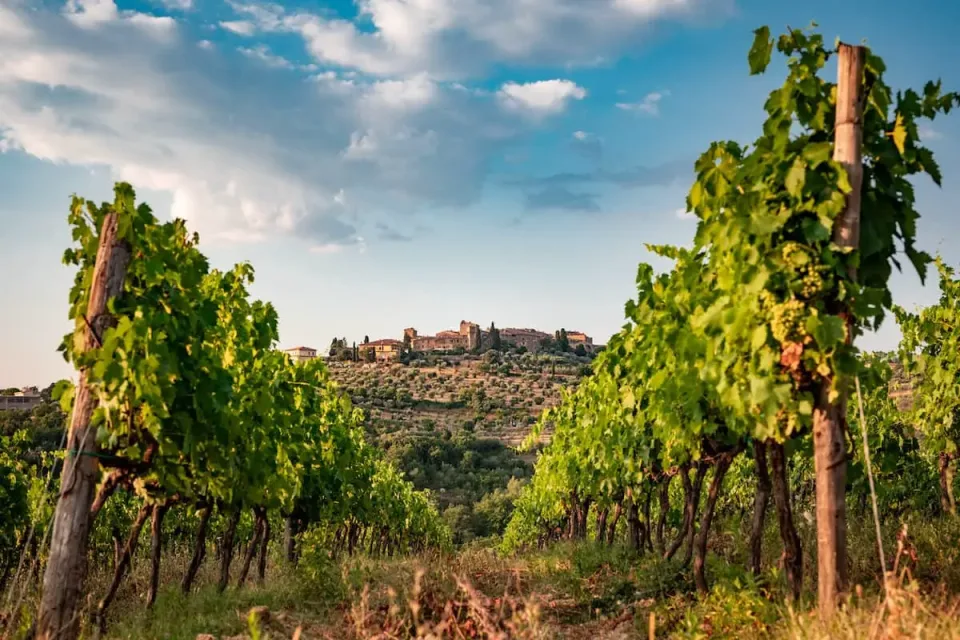 Vigne vicino a San Donato in Poggio